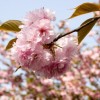 静峰ふるさと公園八重桜まつり 開花状況・ライトアップ・アクセス地図