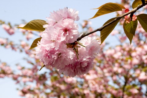 静峰ふるさと公園八重桜まつり 開花状況・ライトアップ・アクセス地図