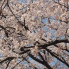 黒磯公園桜まつり2016お花見開花状況・屋台情報