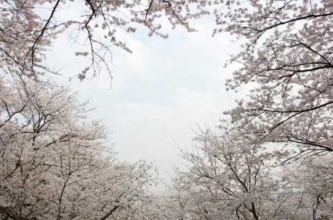 烏ヶ森公園の桜 お花見見頃・開花状況・駐車場［栃木県那須塩原市］