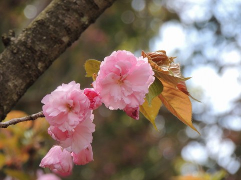 天平の丘公園の桜・花まつり2016開花状況・地図・屋台出店情報