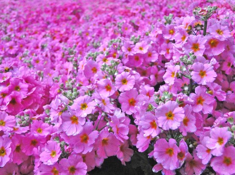 浮間公園さくら草祭り2016期間・時間・駐車場