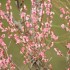 梅まつり