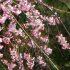 しだれ桜