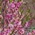 桃の花