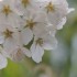 桜まつり