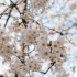 桜祭り