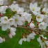 桜まつり