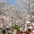 桜まつり