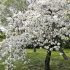 浜離宮恩賜庭園の桜