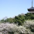 三渓園の桜