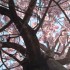桜まつり