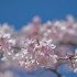 桜まつり