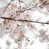 桜まつり