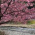 河津桜